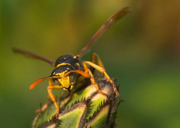 Närbild Geting Insekter Makro Skott — Stockfoto