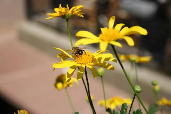 Virágot Kereső Méhecske Franciaországi Wissembourg Kisvárosban — Stock Fotó