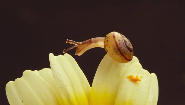 Salto Nil Piccolo Lungo Solo — Foto Stock