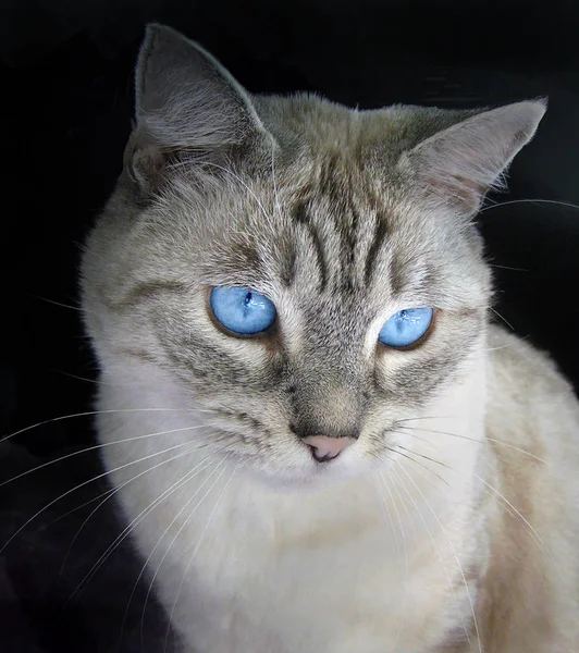 Portrait Cute Cat — Stock Photo, Image