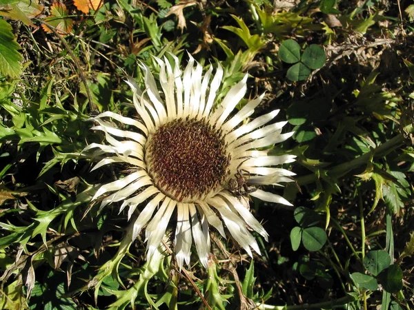 Campo Salvaje Flor Flora Naturaleza — Foto de Stock