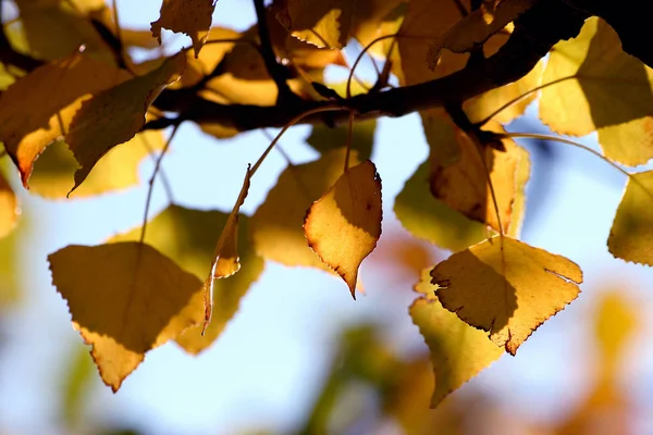 Bello Fogliame Colorato Autunno — Foto Stock