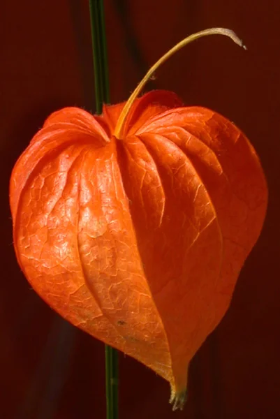 Fruit Chinese Lanterns Sunlight — Stock Photo, Image