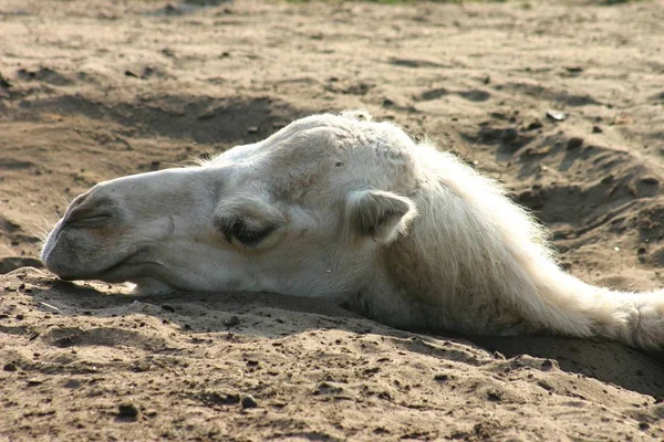 Dans Zoo Vie Animal Est Déjà Difficile — Photo