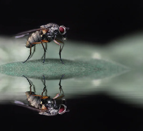 野生の自然界での虫の接近 — ストック写真