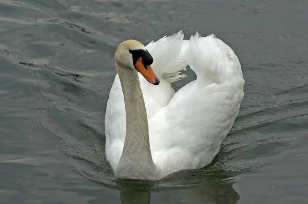 Mute Swan Cygnus Olor Mute Swan — Zdjęcie stockowe
