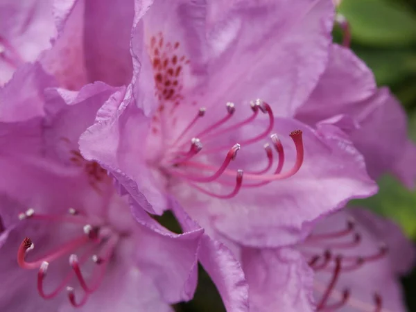 紫色的杜鹃花 — 图库照片