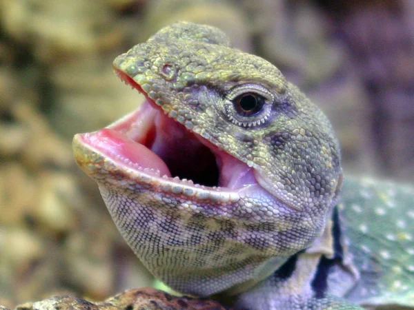Close Lizard Habitat Wildness Concept — Stock Photo, Image
