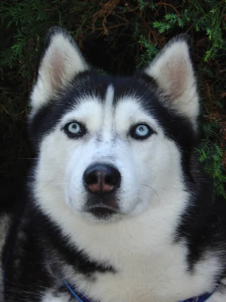 Huskyhund Haustier — Stockfoto