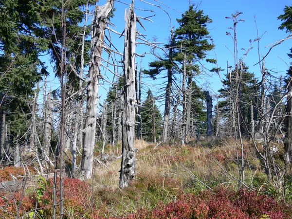 Döende Skog Klinovec — Stockfoto