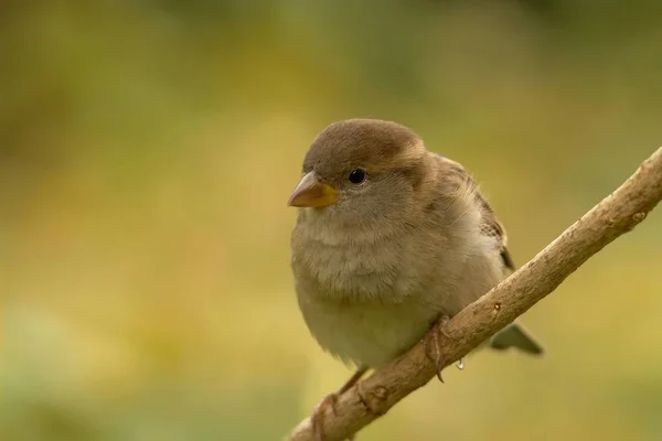 Schilderachtig Uitzicht Van Schattige Mus Vogel — Stockfoto