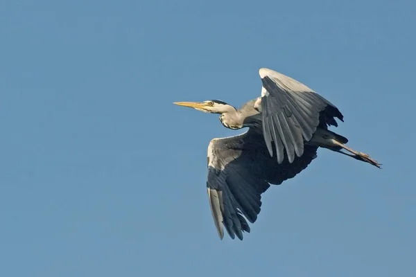 Vlucht Van Bestuurder — Stockfoto