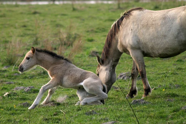 Vue Panoramique Sur Les Jeunes Animaux — Photo