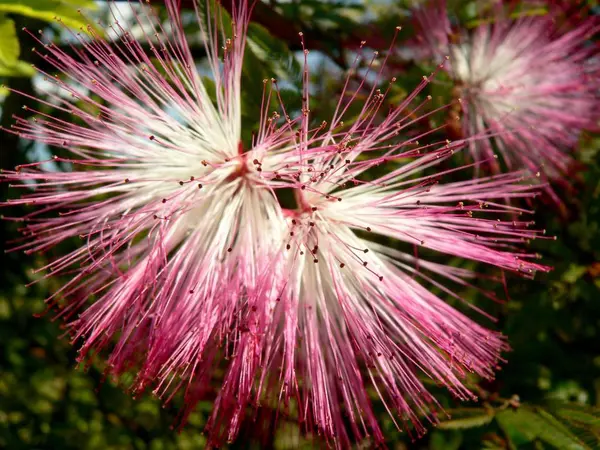 Bellissimi Fiori Sfondo Concetto Floreale — Foto Stock