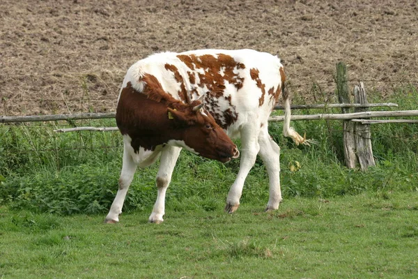 Mucche Nel Paesaggio Naturale Attenzione Selettiva — Foto Stock