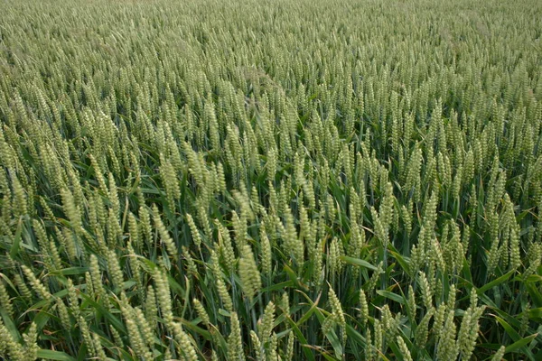 Cereal Grãos Agrícolas Campo Agrícola — Fotografia de Stock