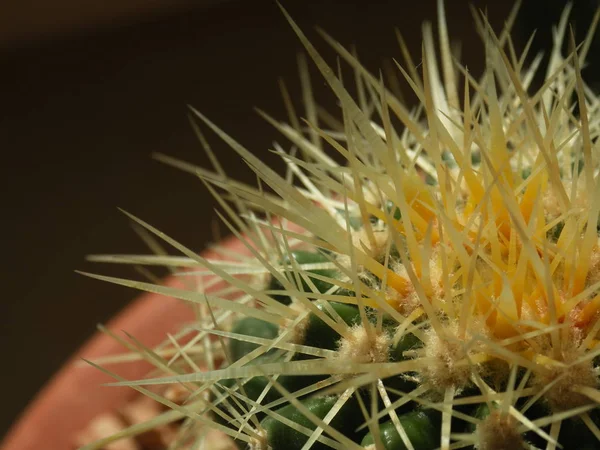 Kaktusblüte Blütenblüte Auf Kaktuspflanze — Stockfoto