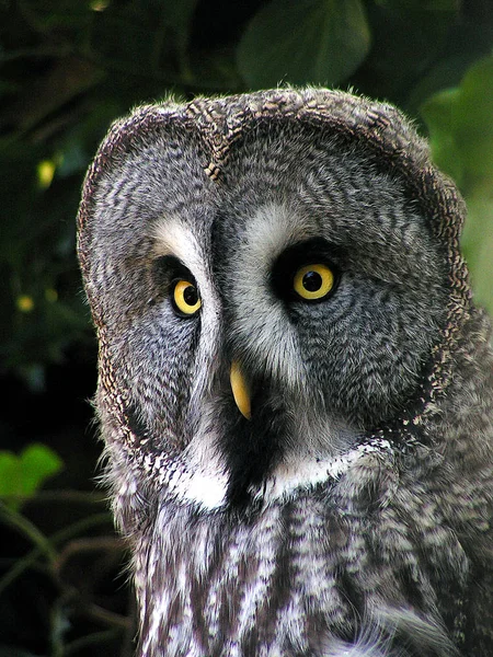 Tawny Owl Strix Aluco Fam Owls Strigidae Nthe Owl Night —  Fotos de Stock
