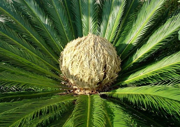 Palm Tree Fundo Espaço Cópia — Fotografia de Stock