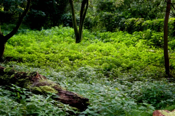 Træ Natur Plante Flora - Stock-foto