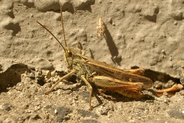 Insektenheuschrecke Kricketkäfer — Stockfoto