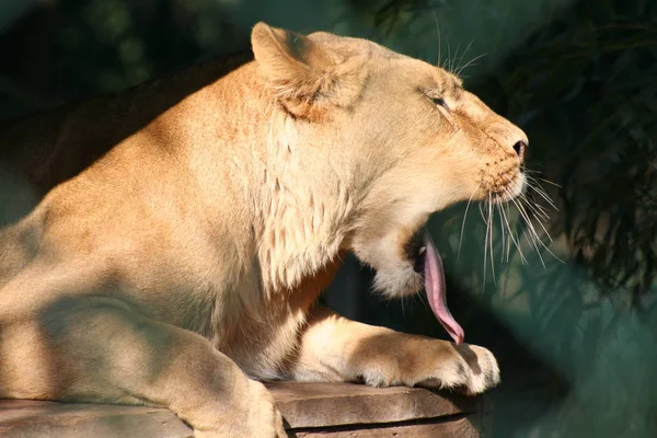 Africano Leão Selvagem Grande Gato Animal — Fotografia de Stock