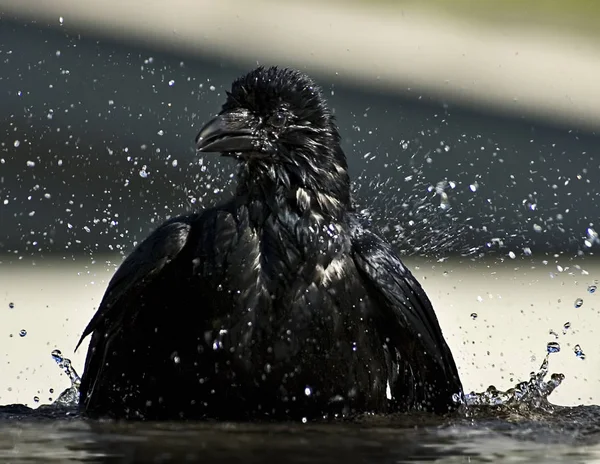 Diverso Animale Messa Fuoco Selettiva — Foto Stock