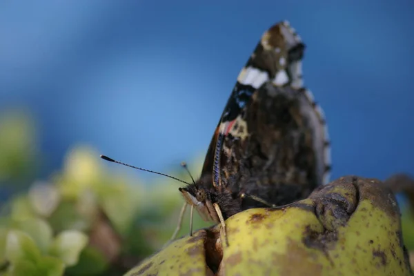 Närbild Insekter Vild Natur — Stockfoto