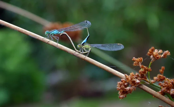 Close Macro View Van Libelle Insect — Stockfoto