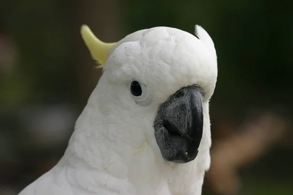 Schilderachtig Uitzicht Prachtige Papegaai Natuur — Stockfoto