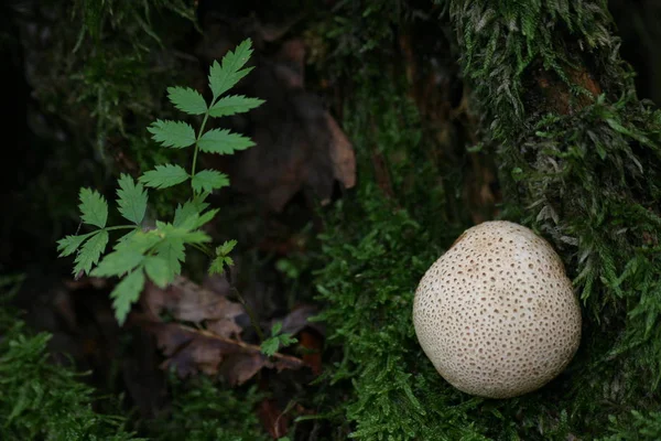 Pilze Waldpflanzen Botanik Und Flora — Stockfoto
