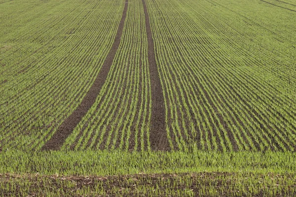 Erstes Grün Herbst — Stockfoto