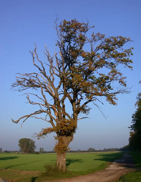 Malerischer Blick Auf Die Natur — Stockfoto