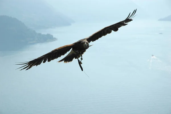 Varenna Şatosu Ndaki Como Gölü Nün Üzerindeki Şahinin — Stok fotoğraf