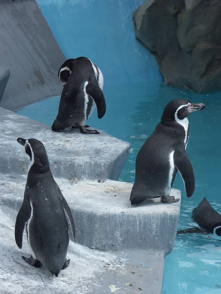 Aussichtsreicher Blick Auf Putzige Pinguinvögel Der Natur — Stockfoto