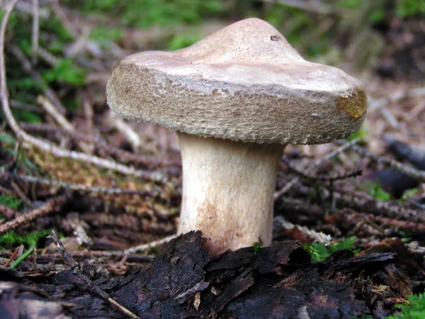 Mushrooms Growth Nature Botany Fungus Flora — Stock Photo, Image