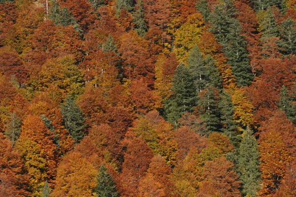 캐나다의 노바스코샤 이것은 Hinterriss Eng 단풍나무 — 스톡 사진