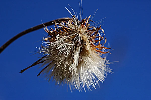 Bel Colpo Botanico Carta Parati Naturale — Foto Stock