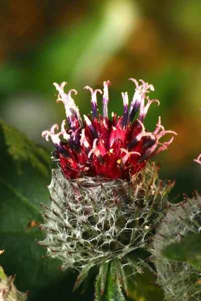 Beautiful Botanical Shot Natural Wallpaper — Stock Photo, Image