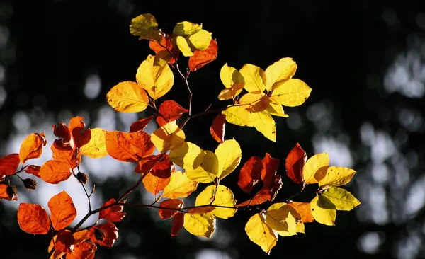 Schönes Herbstlaub Wald — Stockfoto
