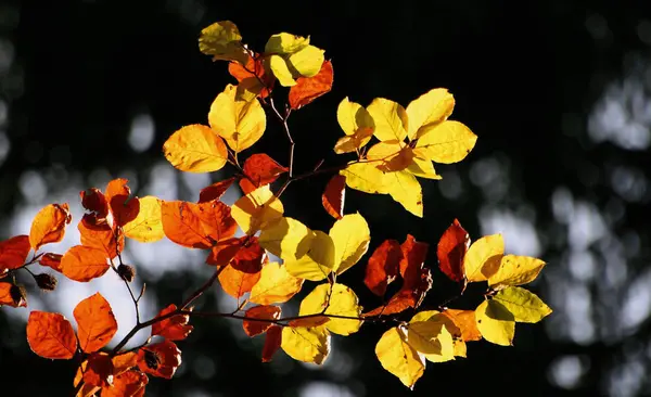 Bela Folhagem Outono Floresta — Fotografia de Stock