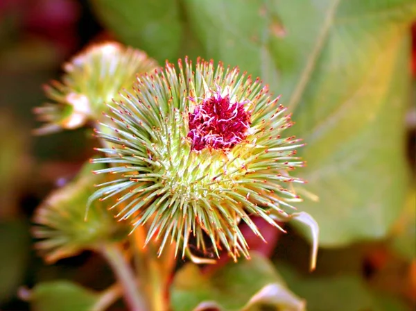 Schöne Botanische Aufnahme Natürliche Tapete — Stockfoto