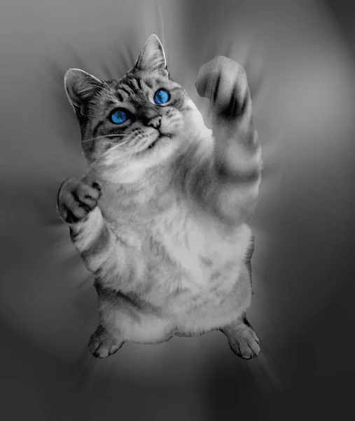 ปภาพของแมวน — ภาพถ่ายสต็อก