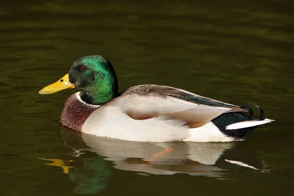 Avistamiento Aves Patos Contra Naturaleza Salvaje — Foto de Stock