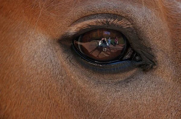 Лошадь Конюшне — стоковое фото