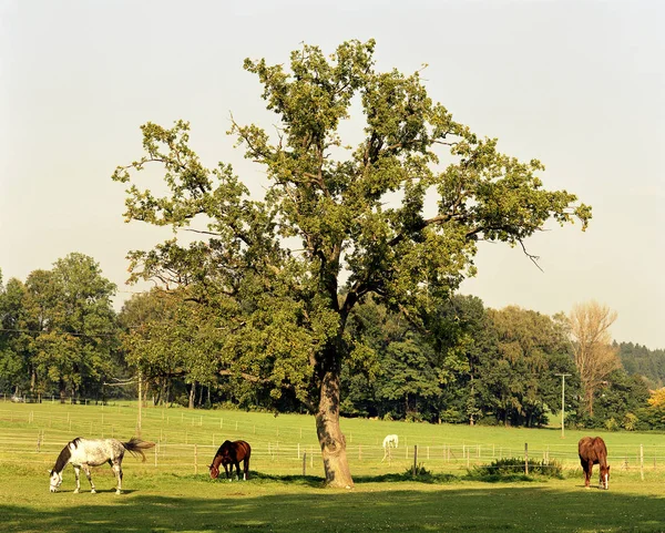 Baviera Hermosa Zona Terrestre Alemania — Foto de Stock