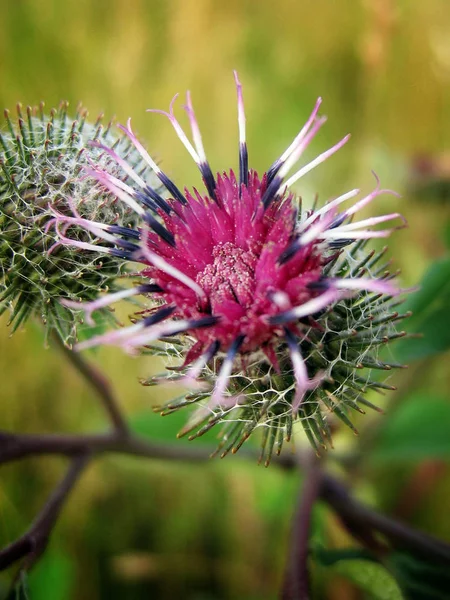 Bel Colpo Botanico Carta Parati Naturale — Foto Stock