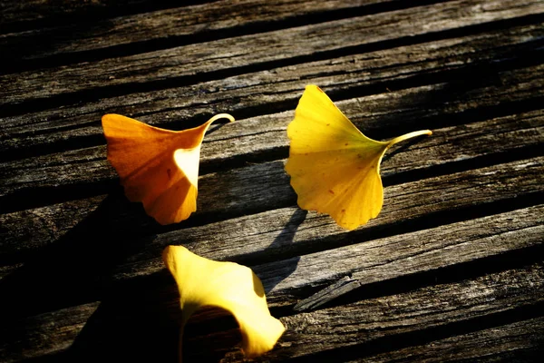 Feuilles Ginkgo Sur Bois — Photo