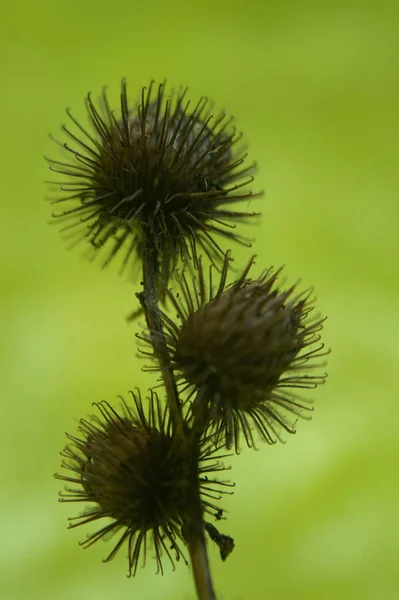 Bel Colpo Botanico Carta Parati Naturale — Foto Stock