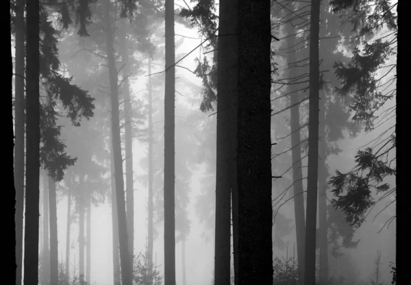 Para Trás Waldviertel Detalhes Florestais Com Nevoeiro Tomadas Pouco Antes — Fotografia de Stock